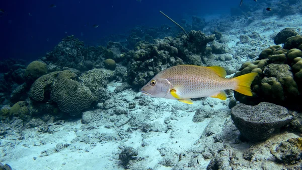 Učitel Snapper plavání v tropické modrá voda — Stock fotografie