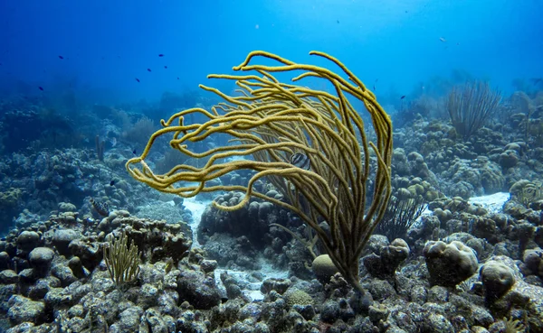 Zachte koraal met vis — Stockfoto