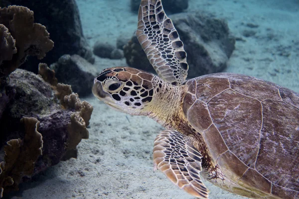 yeşil deniz kaplumbağası