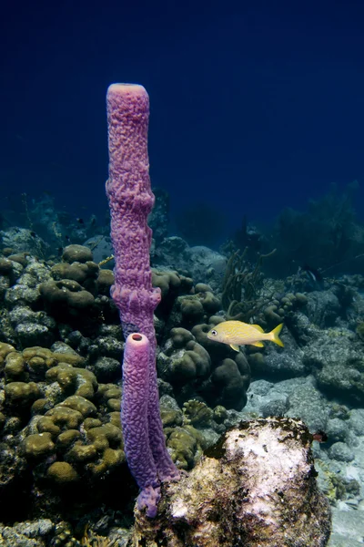 Vaas koraal en Frans Grunt — Stockfoto