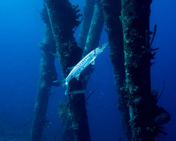 Bonaire büyük Barracuda