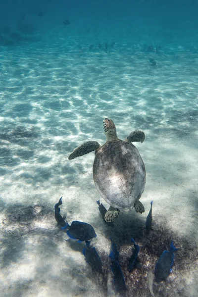 yeşil deniz kaplumbağası