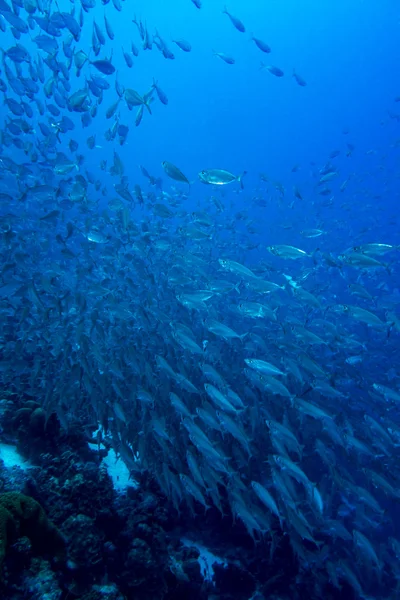 Hejna rybek v Bonaire — Stock fotografie