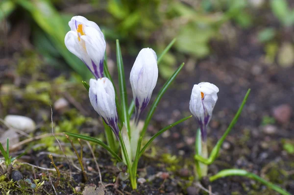 Crocus bloemen Stockafbeelding