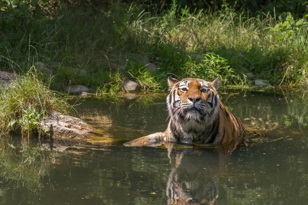 Tiger taking a bath — Stock Photo, Image