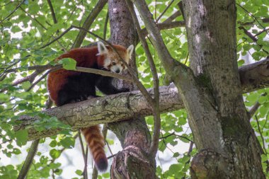 Kızıl panda