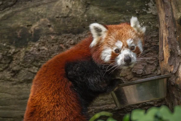 Panda vermelho — Fotografia de Stock