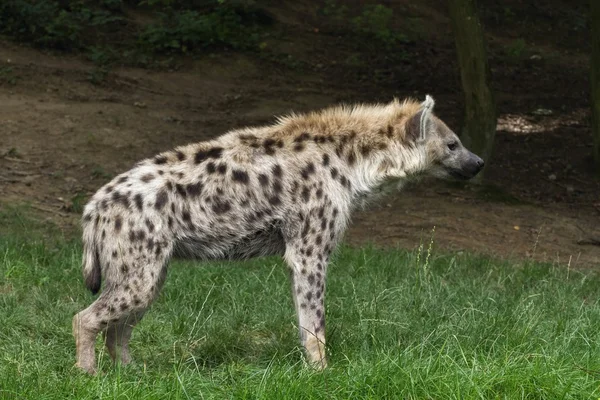 Spotted hyena — Stock Photo, Image