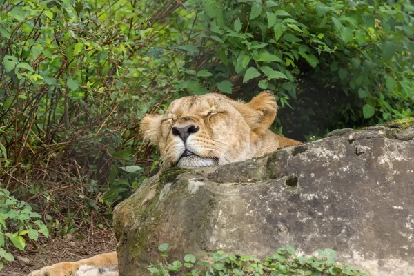 León durmiendo — Foto de Stock