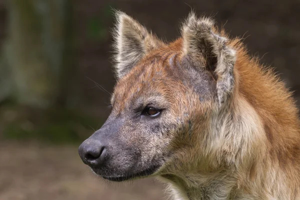 Gefleckte Hyäne — Stockfoto