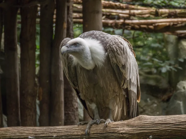 Gänsegeier — Stockfoto