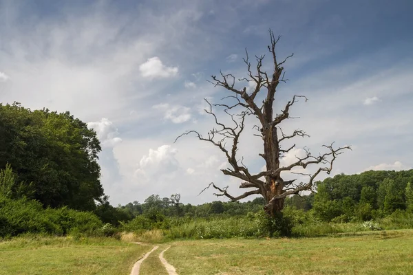 Dry big tree — Stock Photo, Image