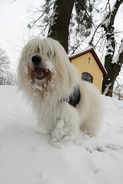 Coton de Tulear — Stock Photo, Image