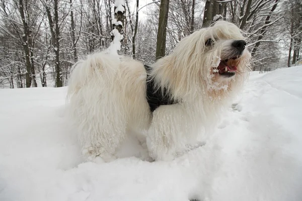 Coton de Tulear — Stock Photo, Image