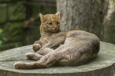 Jaguarund