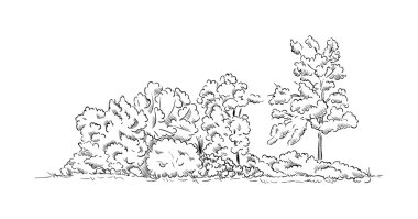 çalılar ve ağaçlar