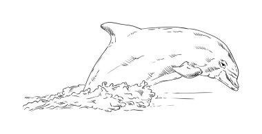 dophin
