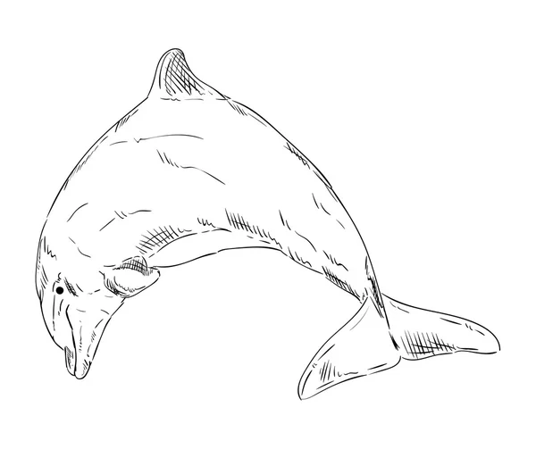 Дельфины — стоковый вектор