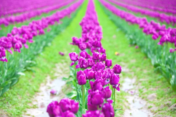 Rijen van prachtige paarse tulpen bloemen in een groot veld — Stockfoto