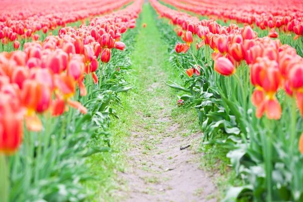 Des rangées de belles fleurs de tulipes rouges dans un grand champ — Photo