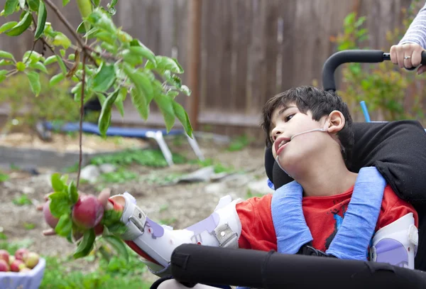 Menino deficiente em cadeira de rodas pegando maçãs da árvore de frutas — Fotografia de Stock