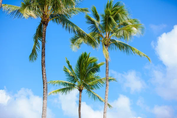 Alberi di cocco contro bellissimi cieli blu. ambiente tropicale . — Foto Stock