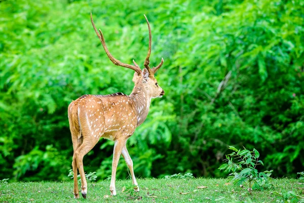 コピー スパで野生の動物、インド発見鹿軸 — ストック写真