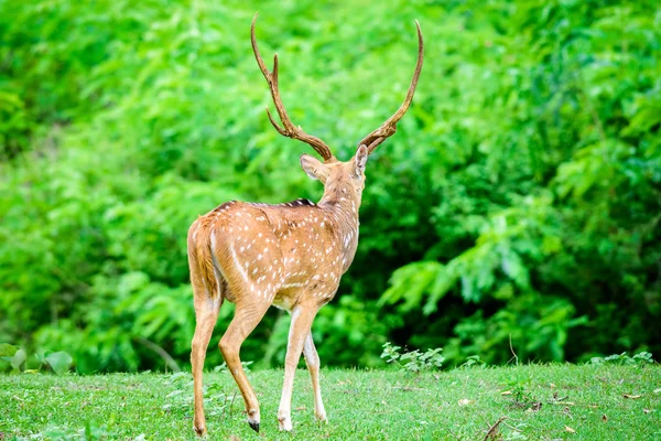 Animal, ciervo manchado indio, eje del eje en la naturaleza con spa de copia Fotos De Stock