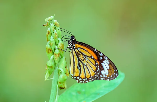 Tigre Rayado Danaus Genutia Mariposa Alimentándose Flores Con Espacio Para —  Fotos de Stock
