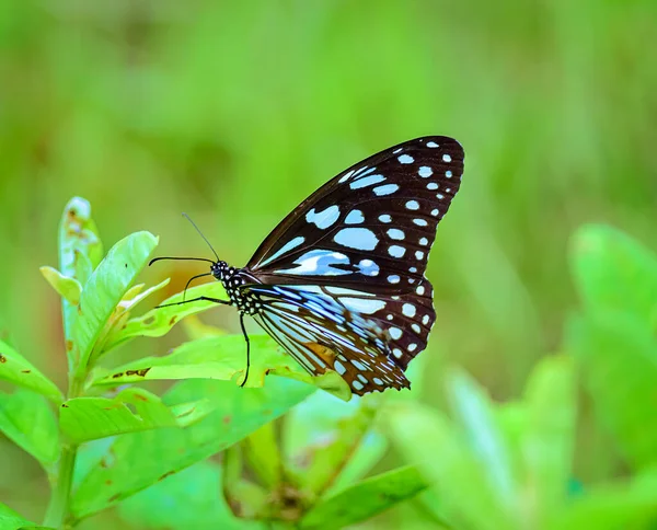 Tigre Bleu Limniace Tirumala Papillon Nourrissant Fleurs — Photo