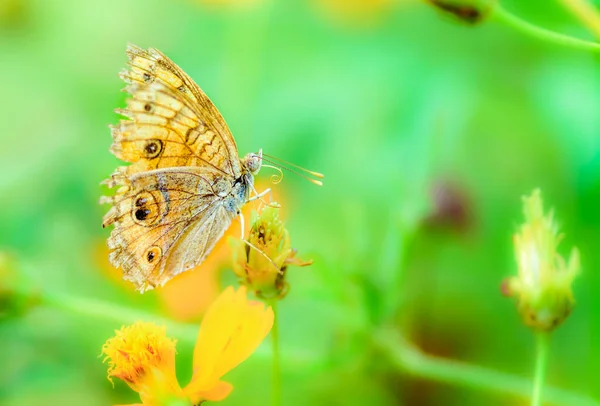 Peacock Pansy Junonia Almana Mariposa Alimentándose Flores Con Espacio Para —  Fotos de Stock