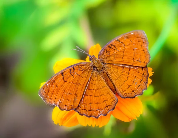 Angled Castor Ariadne Ariadne Butterfly Feeding Flowers Copy Space — Stock Photo, Image