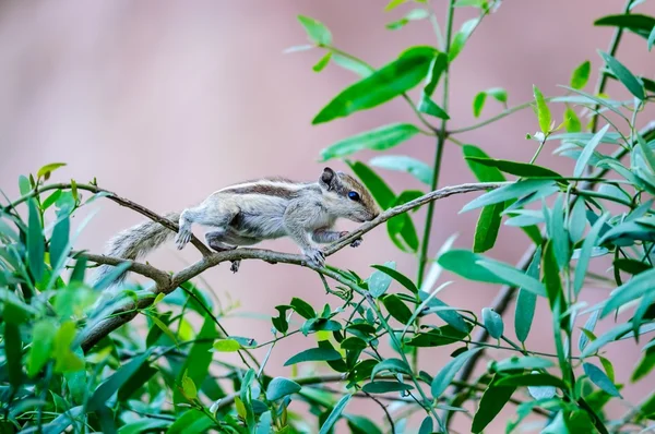 Indian Palm Squirrel vagando no jardim — Fotografia de Stock