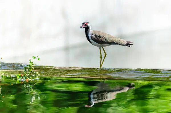 Краснокрылая птица, сидящая на краю воды — стоковое фото