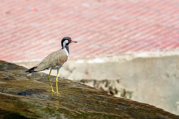 Red-wattled Lapwing bird sitting at the water edge — Stock Photo, Image