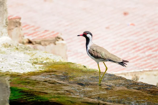 Red-wattled Lapwing pássaro sentado na borda da água — Fotografia de Stock