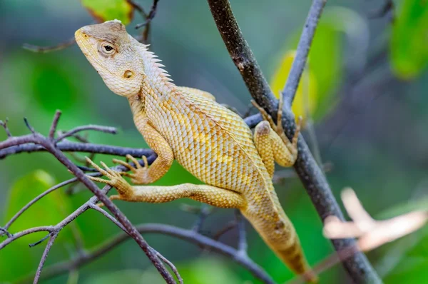 Oriental Garden Lizard venter på en gren af træet - Stock-foto