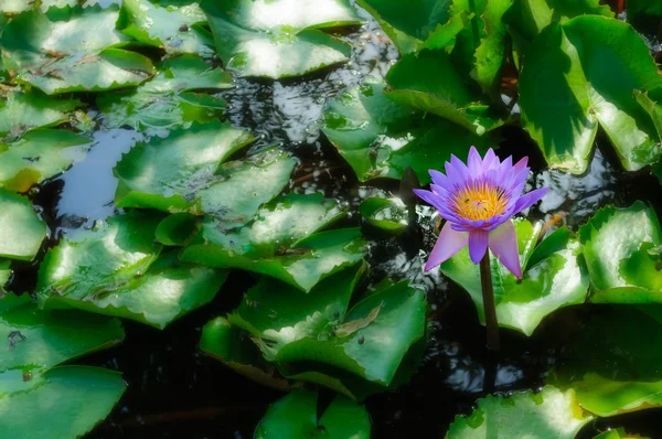 Цветущие цветы лилии в пруду — стоковое фото