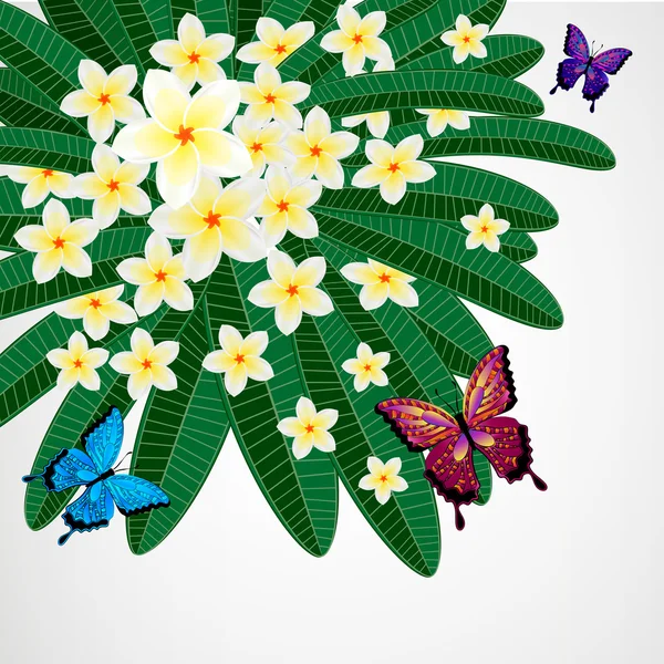 Eps10 Fondo de diseño floral. Plumeria flores con mariposa — Vector de stock