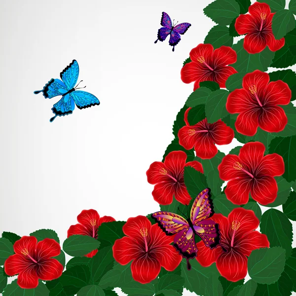 Floral design background. Hibiscus flowers with butterflies. — Stock Vector