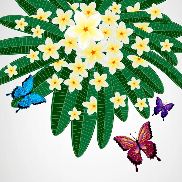 Eps10 Fundo de design floral. Plumeria flores com borboleta — Vetor de Stock