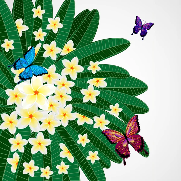 Eps10 pozadí květinový design. Plumeria květy s butterflie — Stockový vektor