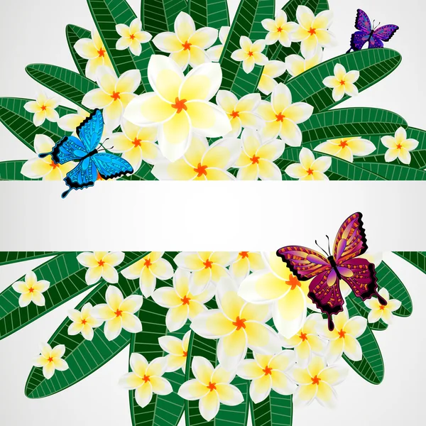 Eps10 florales Design Hintergrund. Plumeria Blumen mit Schmetterling — Stockvektor