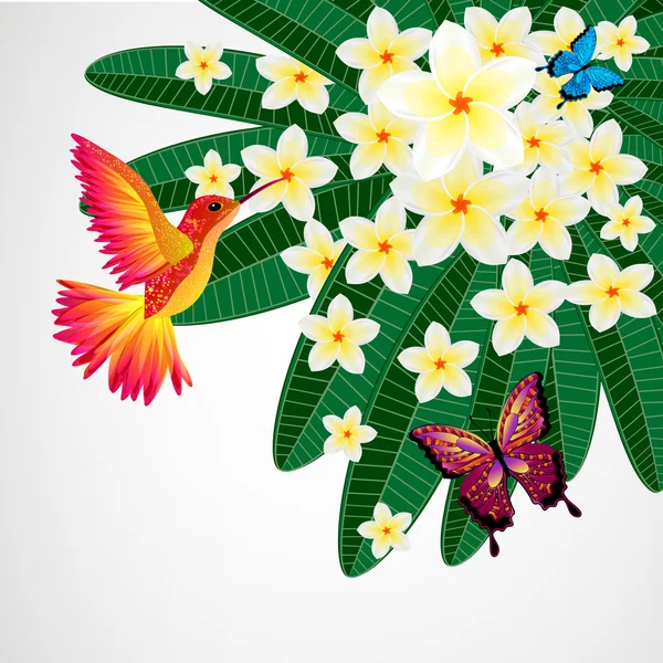 Hintergrund florales Design. Plumeria Blumen mit Vögeln, Schmetterlingen — Stockvektor