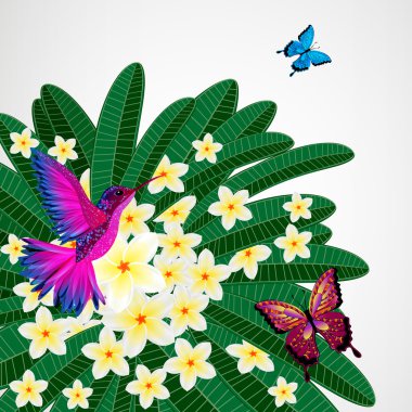 Çiçek tasarım arka plan. Plumeria çiçeklerle kuş, butterflie