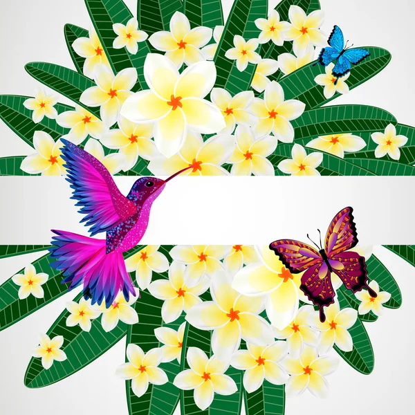 Fundo de design floral. Plumeria flores com pássaro, borboleta —  Vetores de Stock