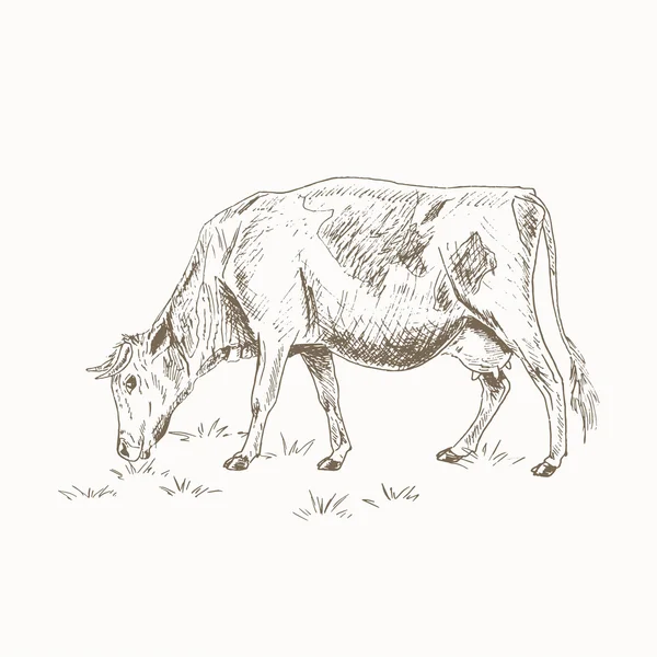 Cow eating grass — Stock Vector