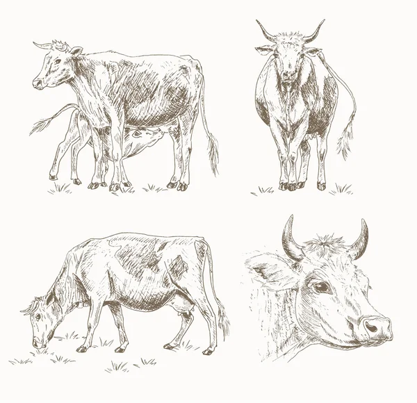 Esboço de gado leiteiro — Vetor de Stock