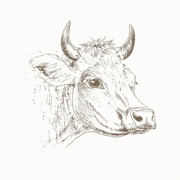 Bosquejo de cabeza de vaca — Vector de stock