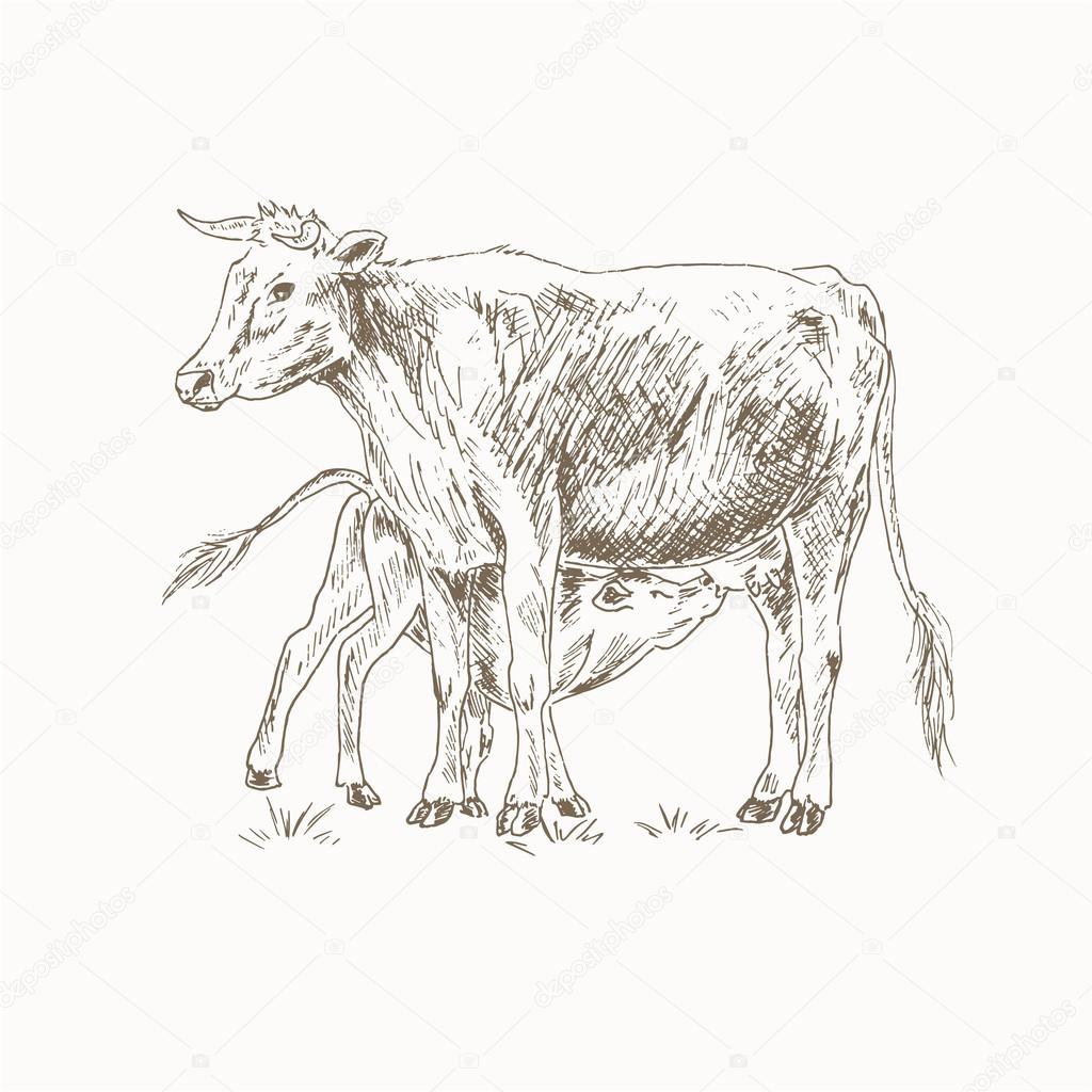 Cow-Calf-drawing-2 - Red Angus